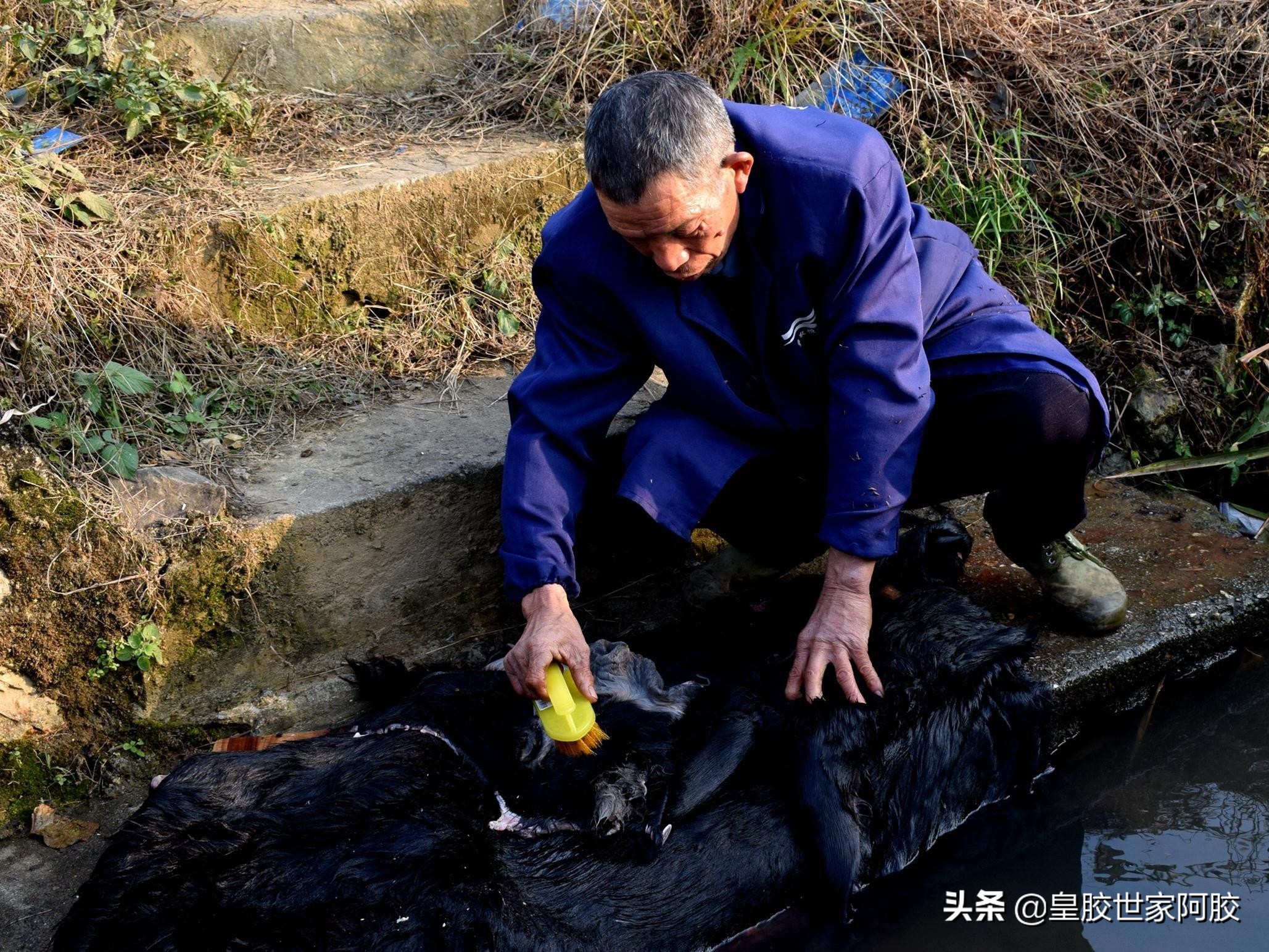 道地的阿胶,带你全方位了解阿胶