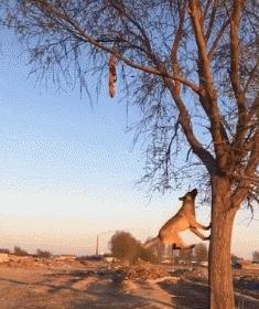 马犬有名气吗,马犬在狼犬界的战斗力排第几