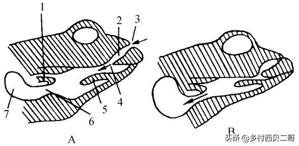 牛蛙的养殖技术及方法简介,牛蛙养殖的最新技术
