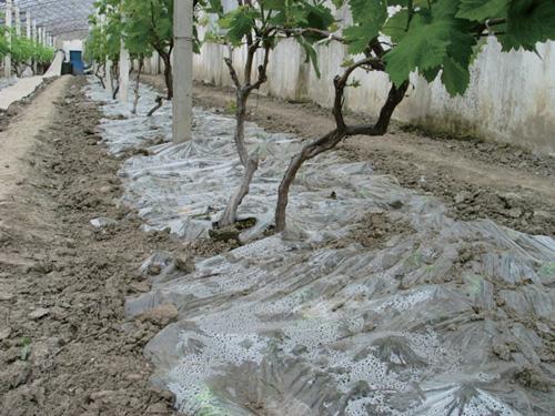 葡萄果小不饱满？春季这样抹芽定梢、绑蔓掐须、施肥水！产量不愁