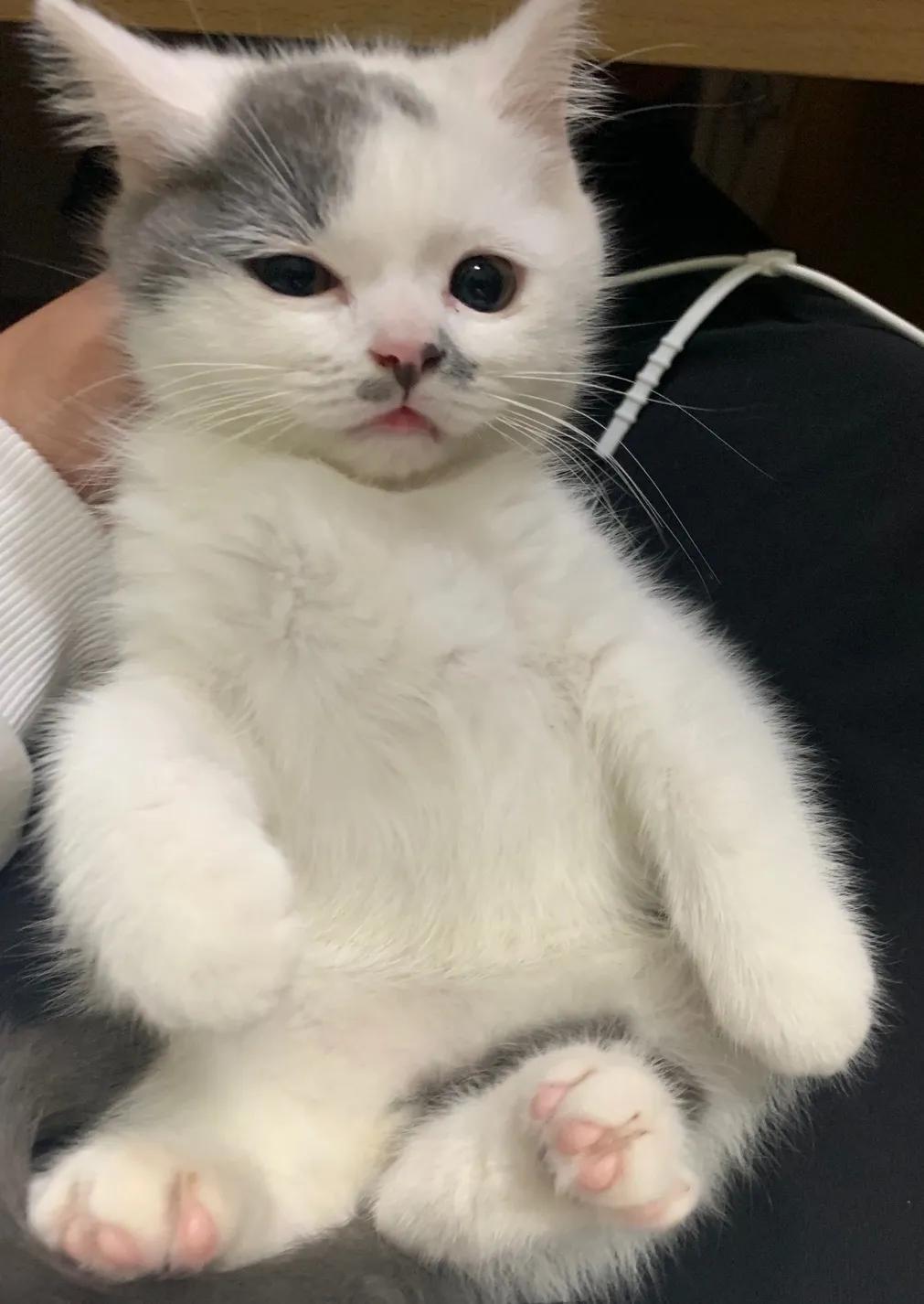 和宠物交流说什么,宠物谈恋爱怎么回事