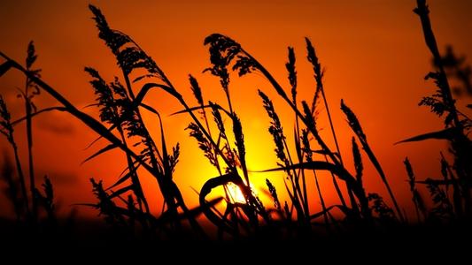 张艺谋巅峰之作红高粱,红高粱1987年张艺谋执导电影百科