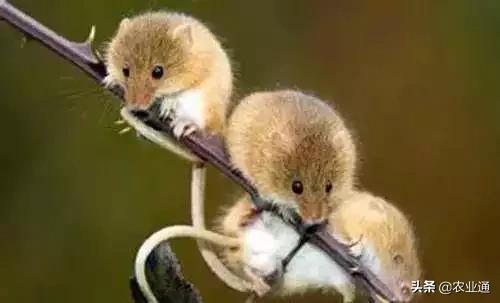 家庭防治虫害的最佳方法,自制蔬菜种植除虫小妙招