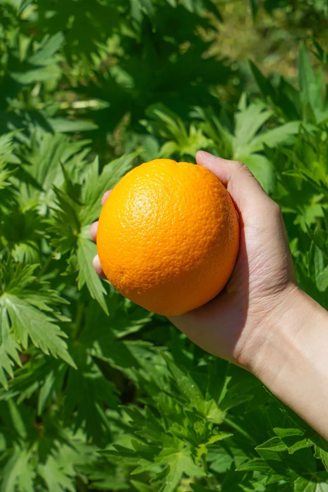 生鲜果蔬配送商城长春,全球顶级水果生鲜配送