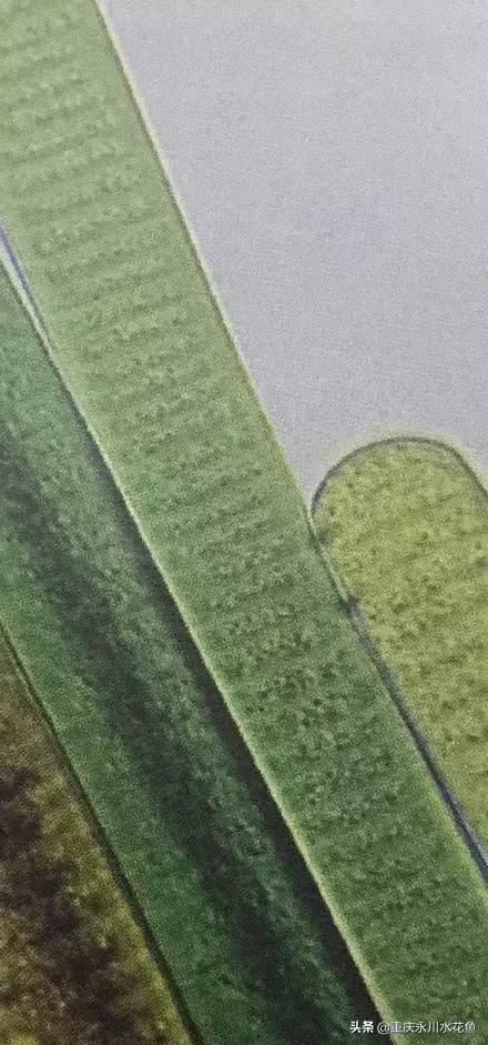 蓝藻念珠藻颤藻,蓝藻颤藻