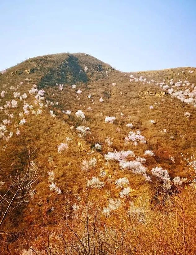 到了京郊这些花开四溢的“仙境”，您简直可以把日子过成诗！