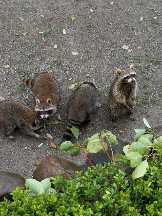 在上海迪士尼怎么玩比较快呢,在上海迪士尼玩一整天