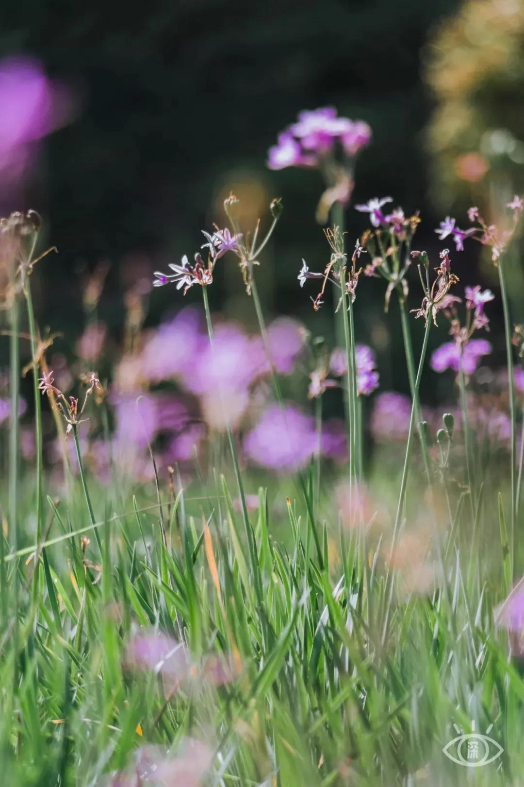 深圳这10条绿道你去过没,深圳十大绿道排行榜