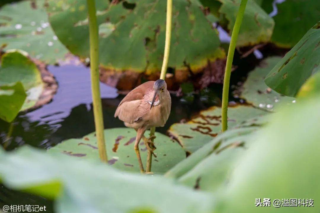 适马150-600s镜头评测,适马新镜头70-200