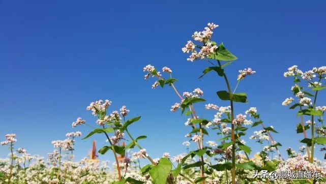 从深圳去美国的机票多少钱,深圳到沈阳直飞一月份机票多少钱