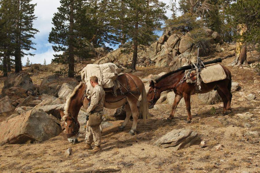 骡子为什么不孕,为什么骡子不能生育后代典故