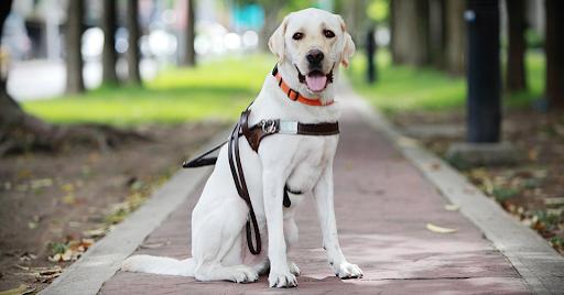 为什么边牧当不了导盲犬,为什么说边牧的智商排第一