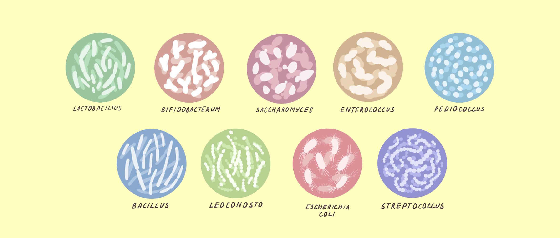 益生菌怎么保护肠道,益生菌如何保持活性