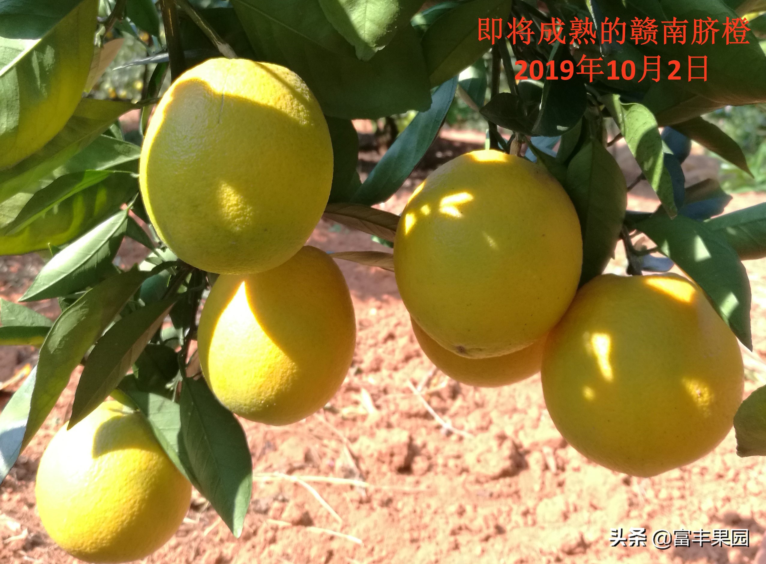 今年的赣南脐橙挂果量怎么样,赣南脐橙种植面积和产量数据