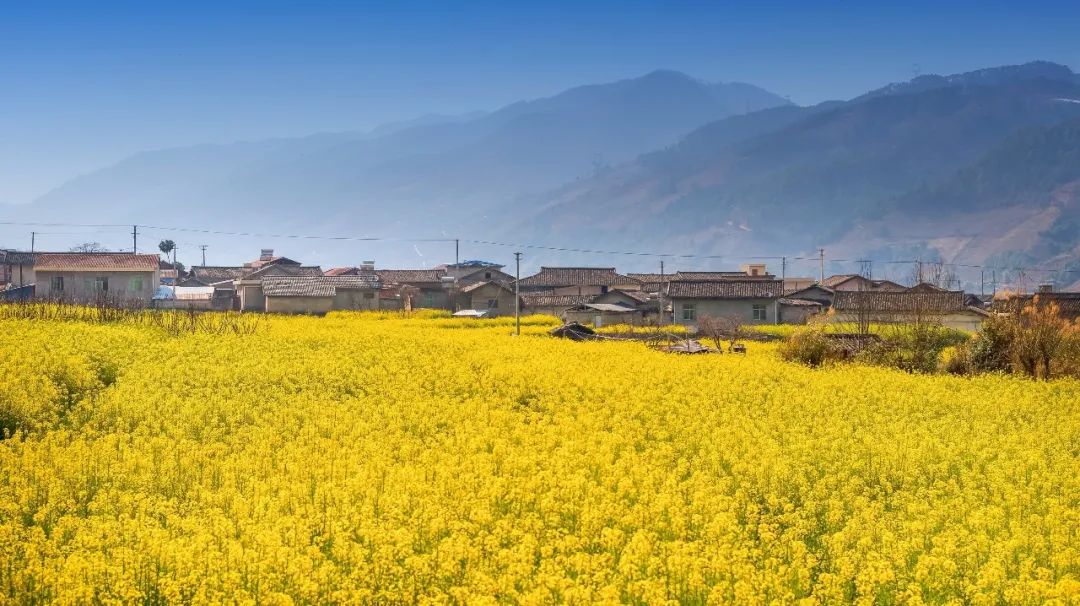 足不出户欣赏美丽的云南风景,攀枝花3月赏花景点