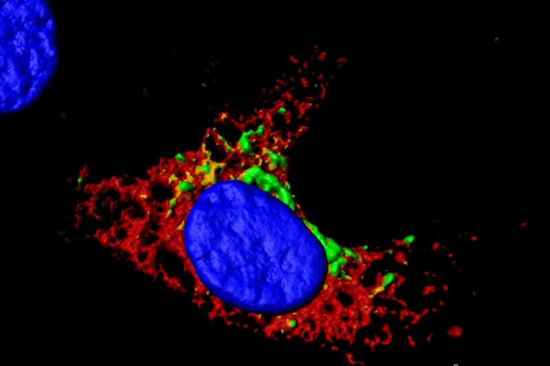 日本出现致命的病毒,日本致命病毒
