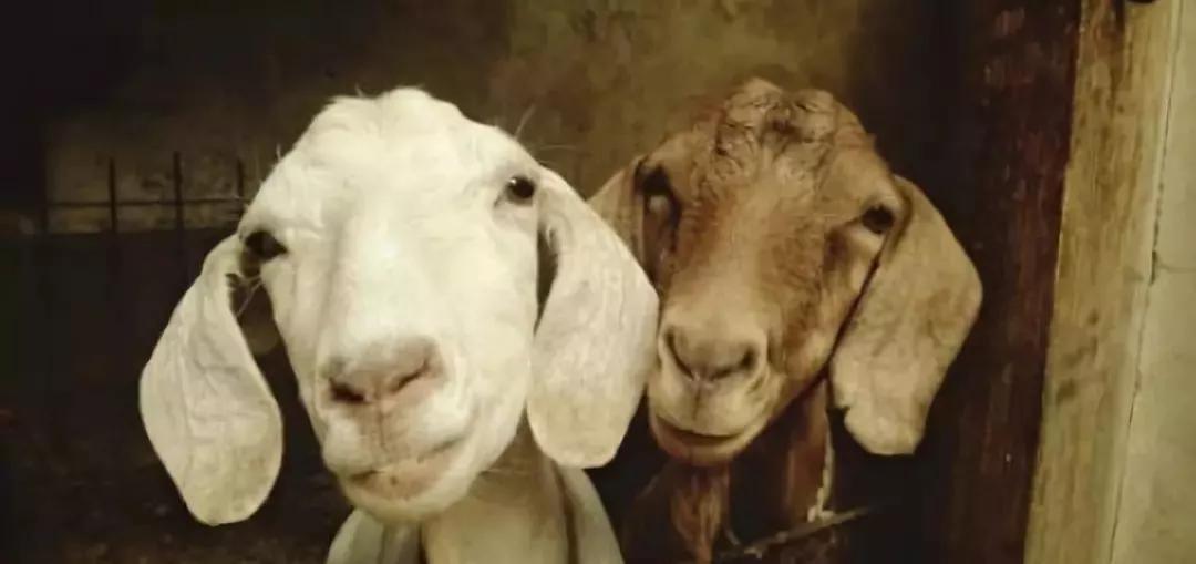 羊不吃草不反刍精神不振怎样治,羊不反刍不吃草也不胀肚是啥原因