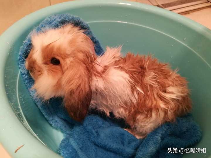 为啥兔子不能洗澡,兔子为什么一洗澡就死翘翘