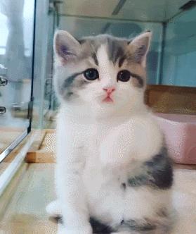 小奶猫的危害视频,小奶猫有什么危险