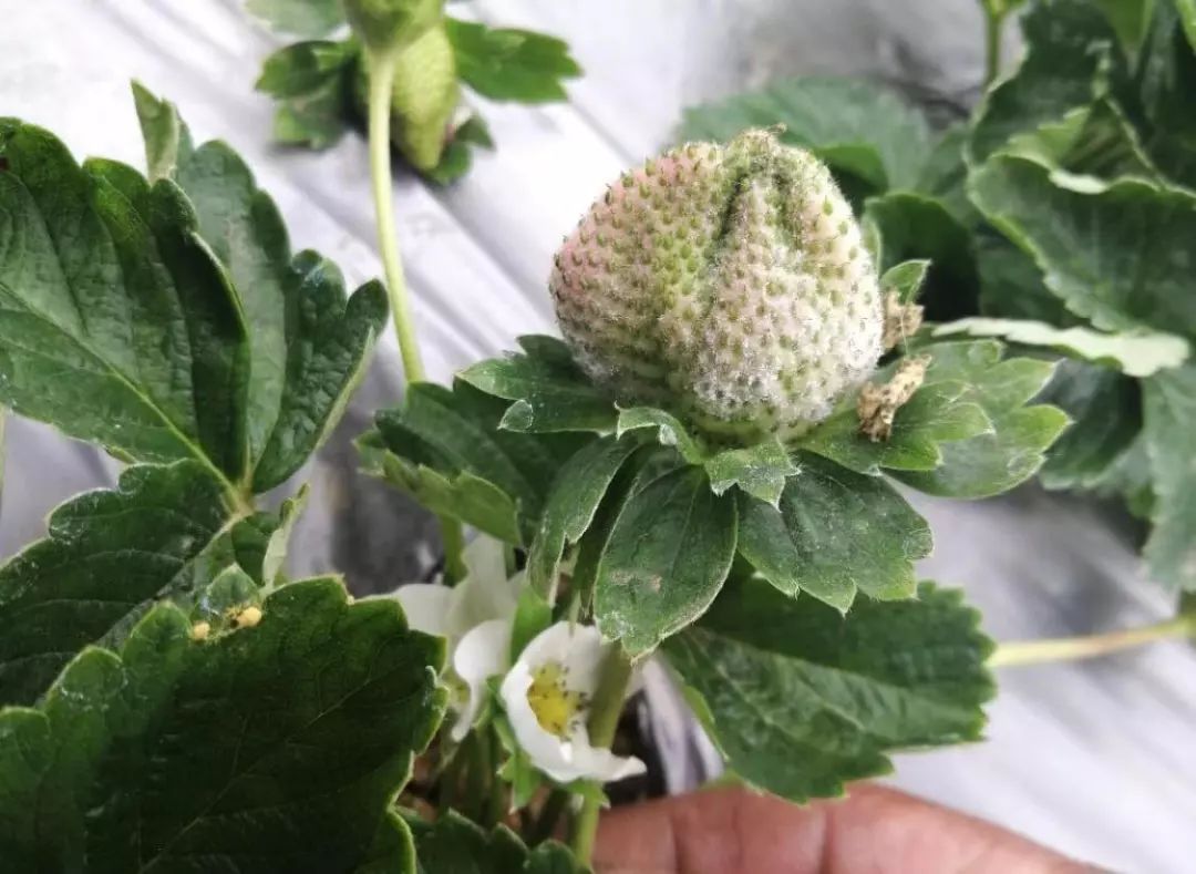 草莓叶片上一层白霉，低温寡照发生多，农民如何防治？