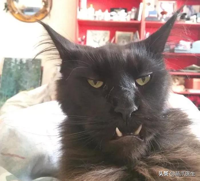 长得很潦草的一只猫,一只猫能有多潦草