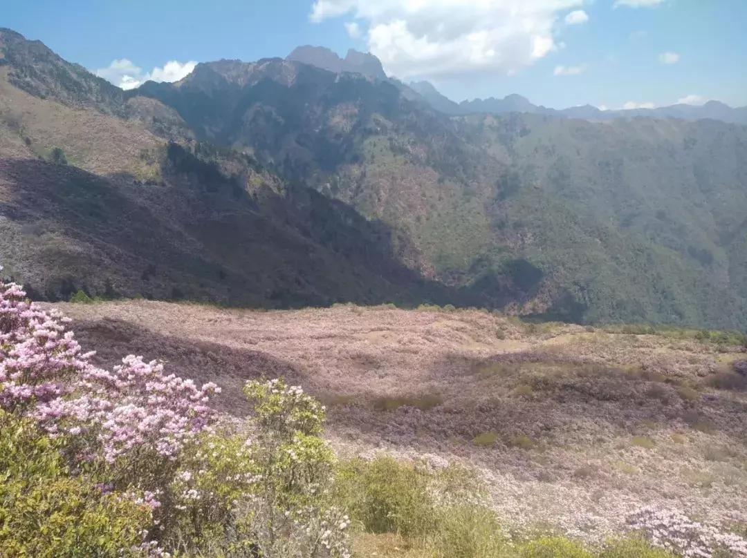 凉山州哪里可以赏花,西昌赏花攻略