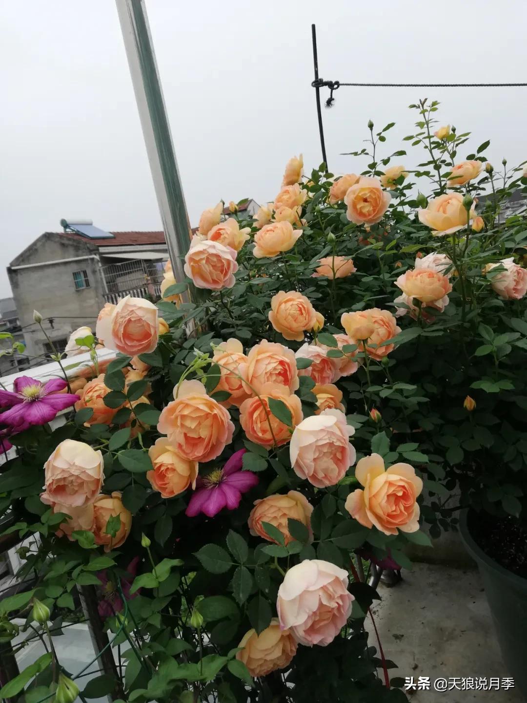 月季花是时候展现真正的技术了 (开春的第一波月季花就这么过去了)