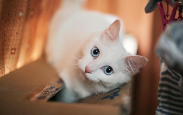 中华田园猫在古代的名字都有哪些,古代的猫咪都是中华田园猫吗