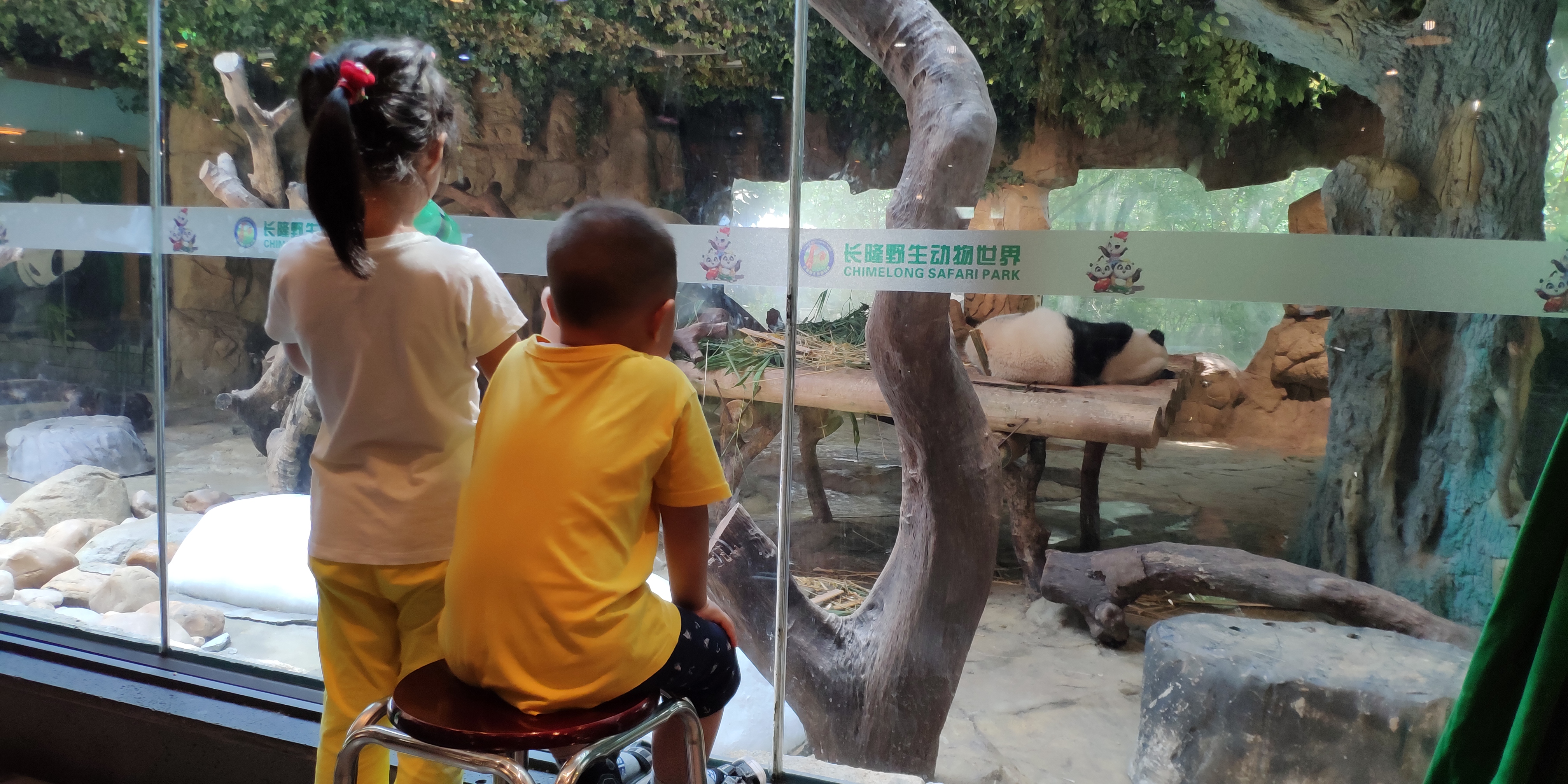 暑假带娃去广州长隆野生动物世界,周末亲子时光广州长隆野生动物园