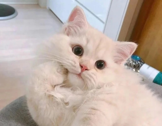 猫咪流产怎么办？这些方法一定要学会