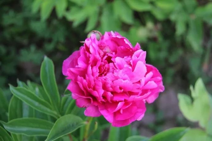 漂亮油平替,漂亮油有用吗