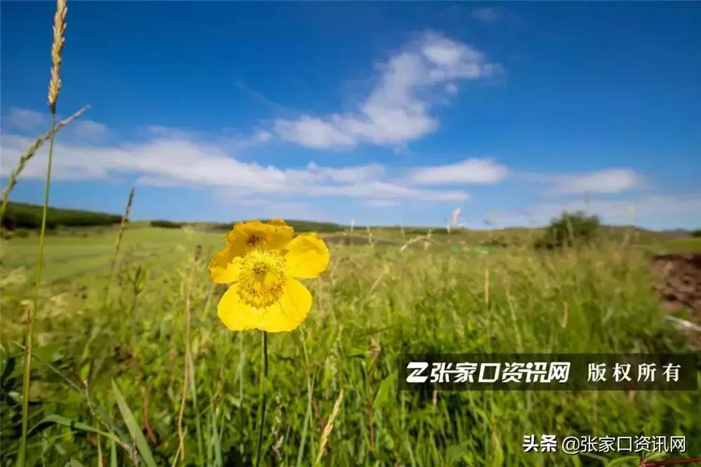 张家口草原天路美景如画,张家口一路风景