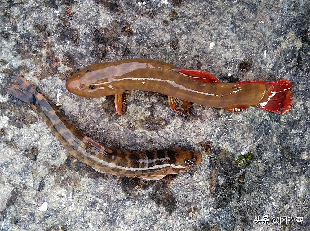 名贵的六种鱼你吃过几种,20种名贵海鱼