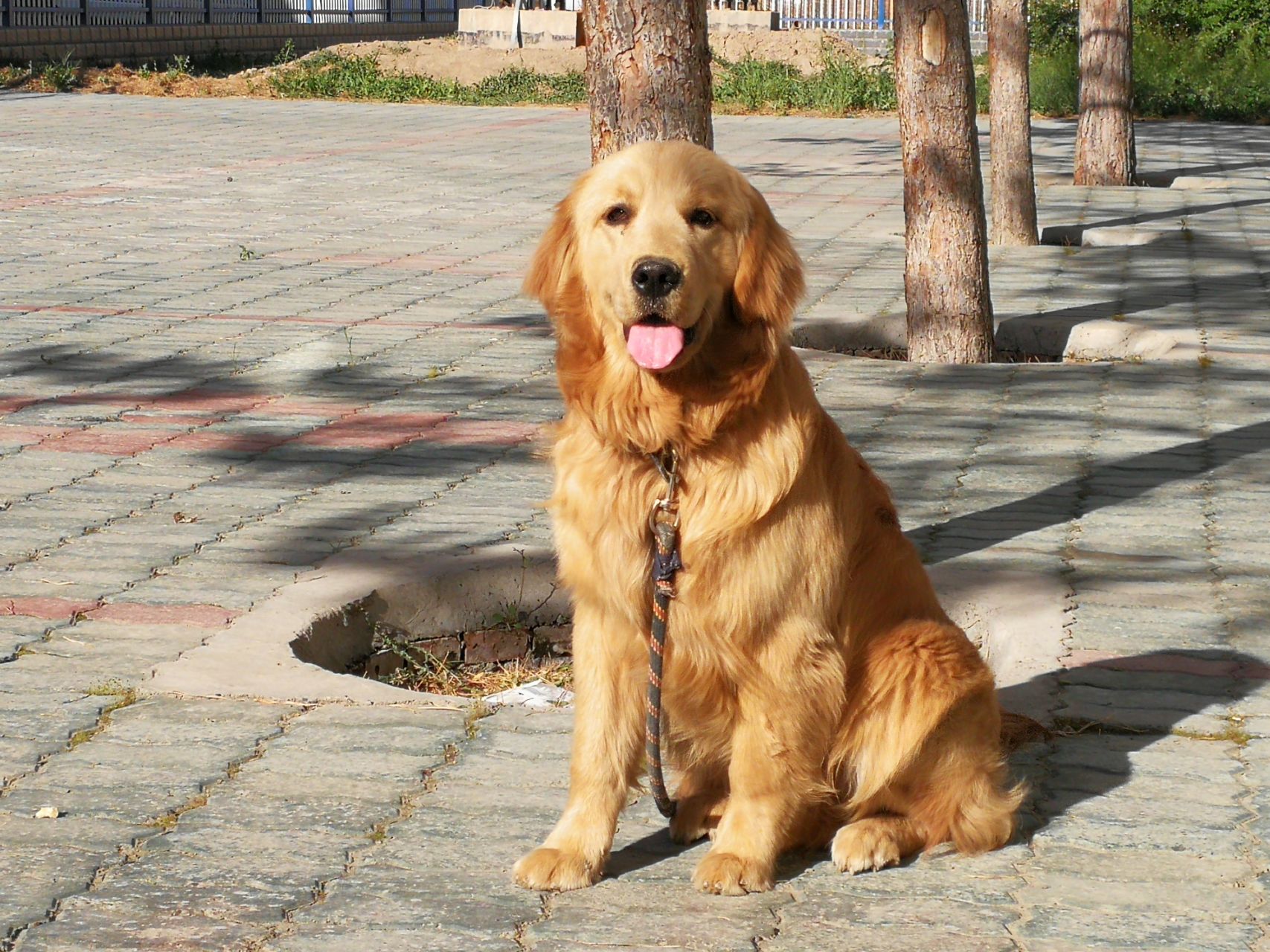 小金毛养狗知识,小金毛喂养的正确方法