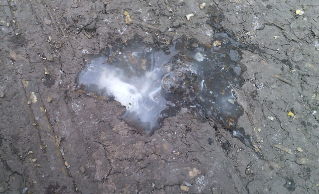 小鸭子拉白屎是什么原因,小鸭子拉白屎如何治疗