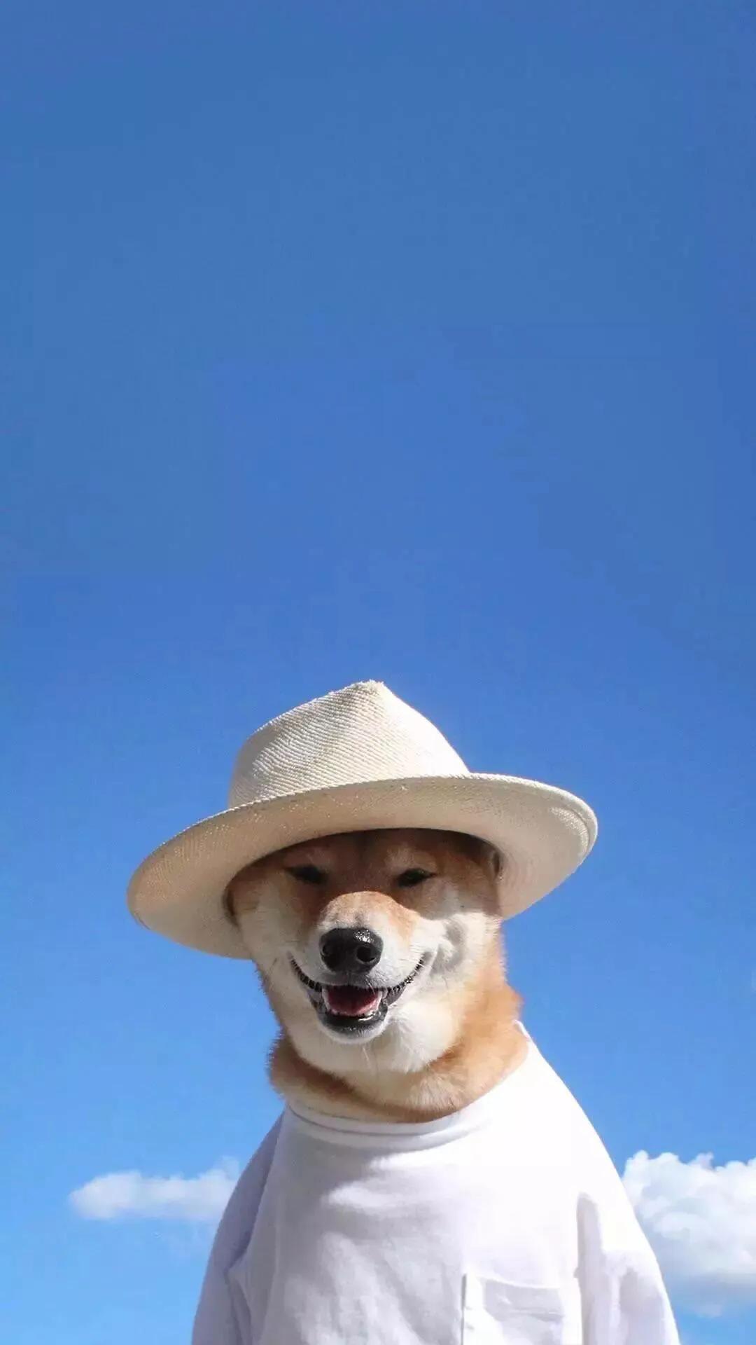 宠物医生一般怎么确定猫咪怀孕的,宠物发情能否确定