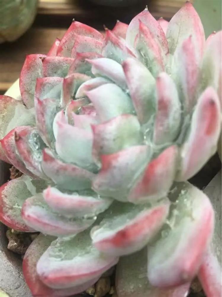 放寒假宿舍植物,暑假放假宿舍多肉怎么办