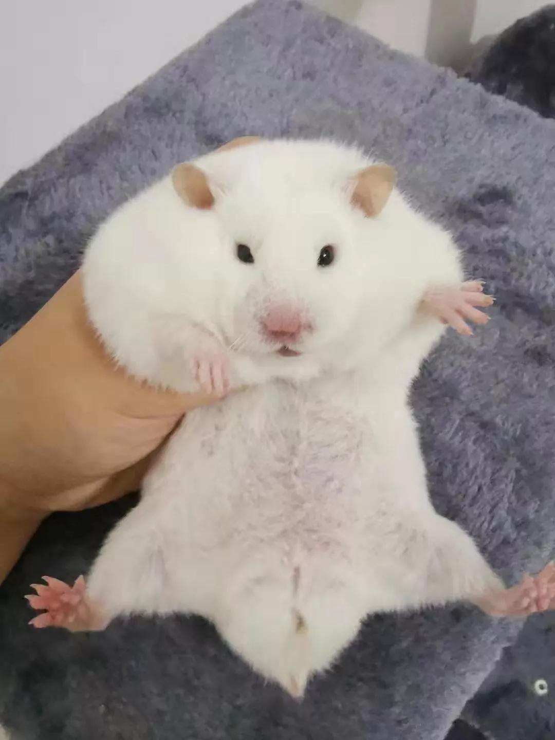 马上过新年，淘宝“鼠保姆”：春节期间寄养不涨价，床位1元/天