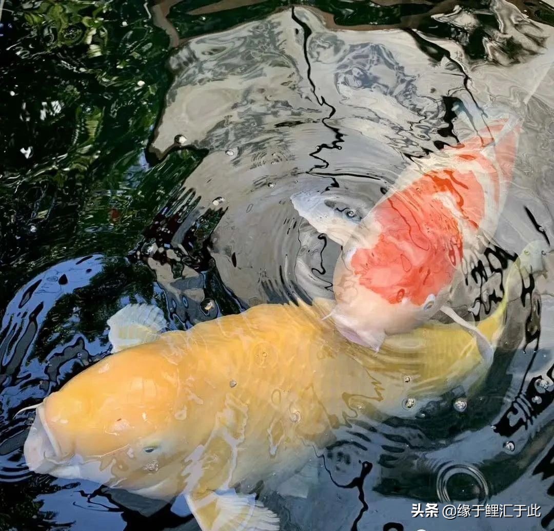 新鱼池除碱的最佳方案,水泥做的鱼池怎么脱碱