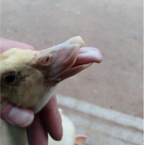 鸭鹅大舌头病是哪些原因导致,有哪些症状?怎么治疗