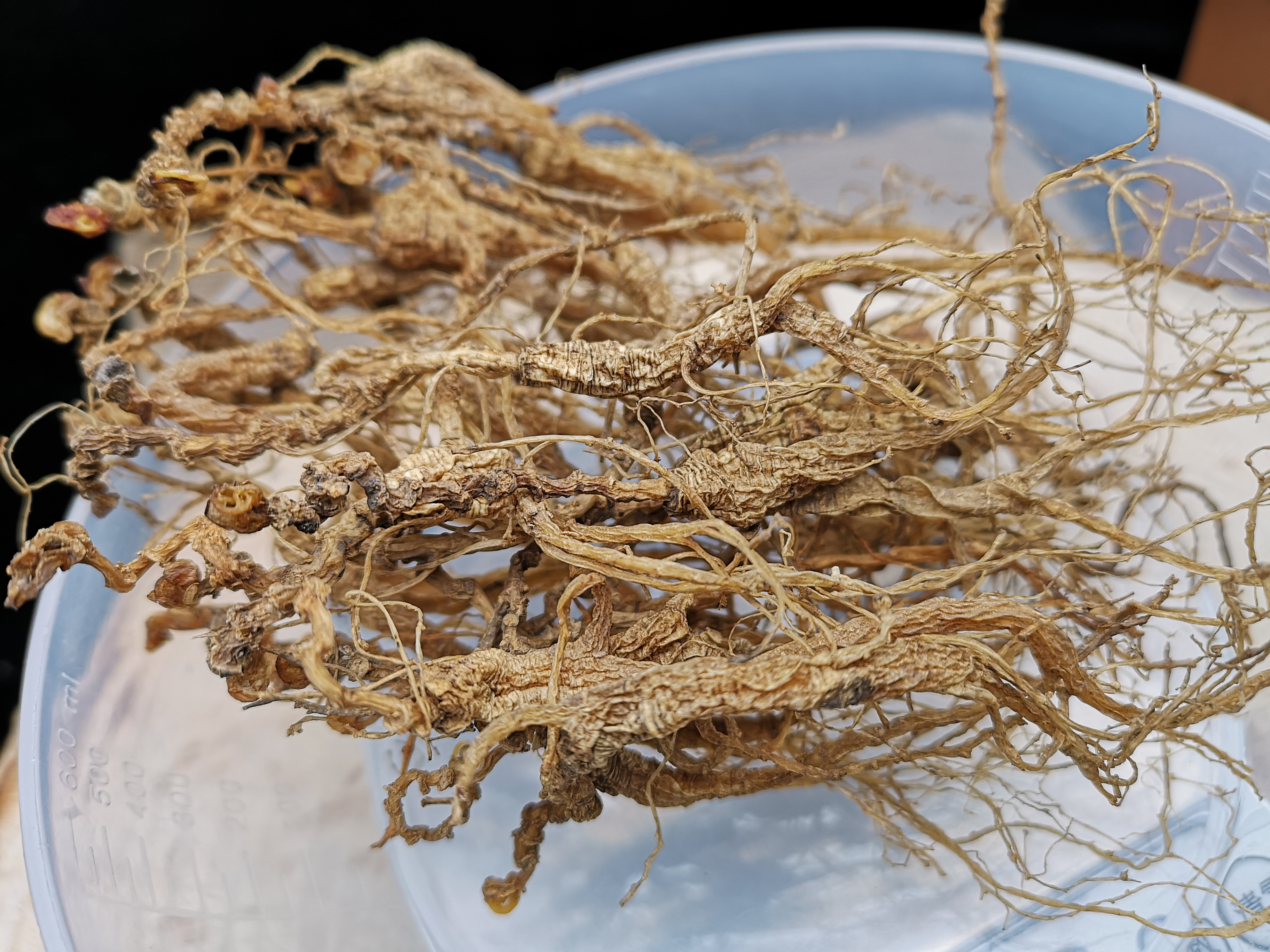 鲜参炮制,鲜参和干人参的区别的功效