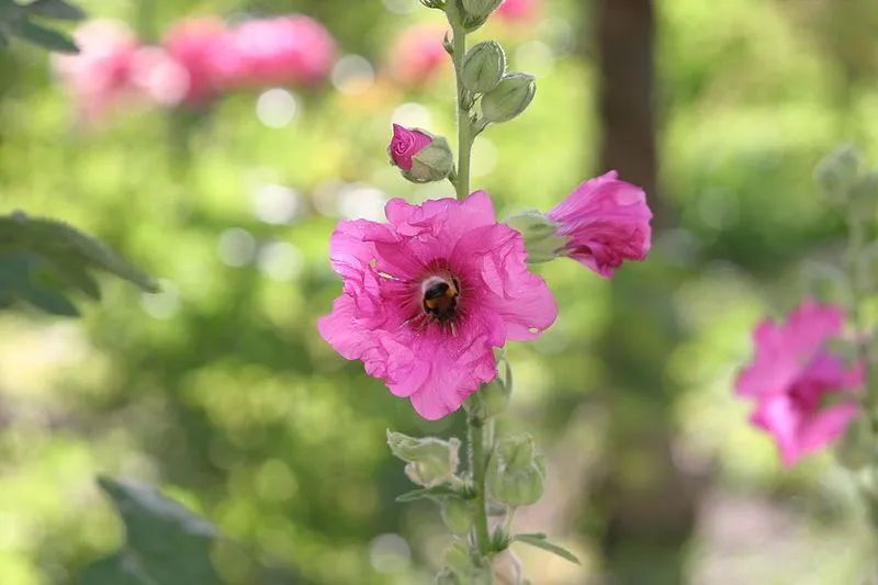 成都能种的花,成都庭院种什么花