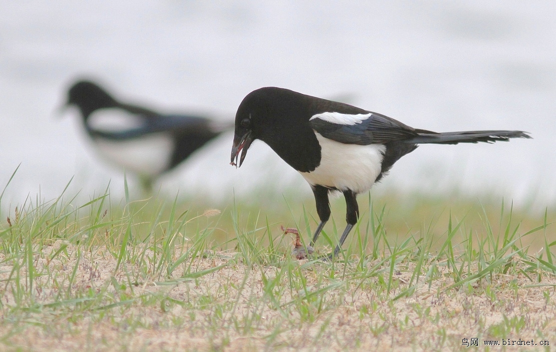 老鹰吃喜鹊被一群喜鹊欺负,老鹰为什么敢捕食毒蛇