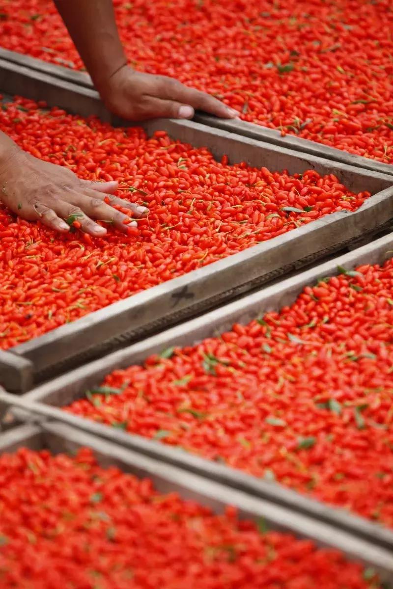 银川一个不一样的西北城市,宁夏银川大西北
