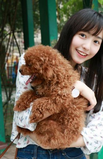 泰迪犬被误会的几个动作,泰迪犬不同的行为代表着什么意思