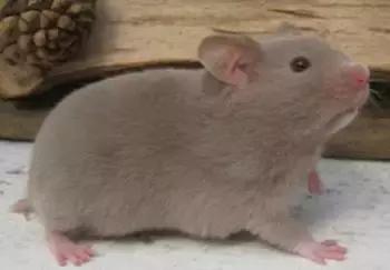 仓鼠的种类习性详细介绍,仓鼠有哪些亚种种类