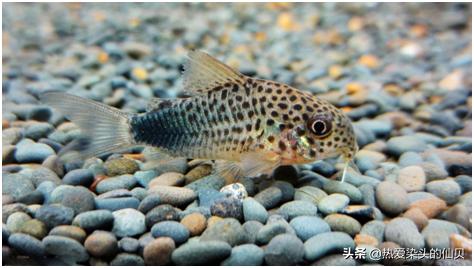 哪种鼠鱼不吸鱼还好养,水中生物老鼠