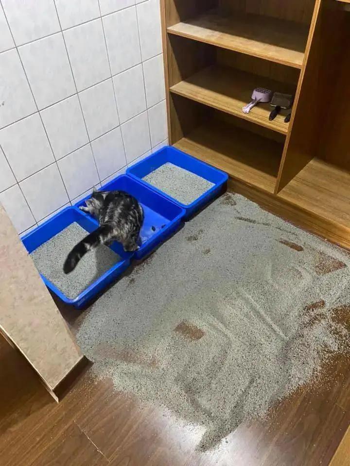 猫咪不在猫砂盆上大便怎么办,猫咪不在猫砂盆里大便怎么纠正