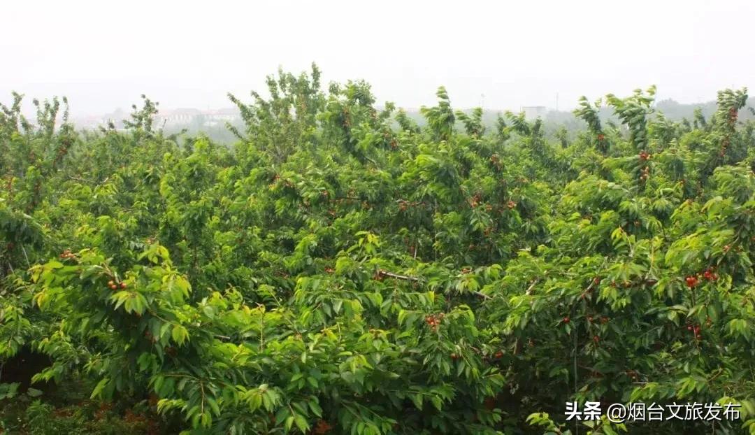 2022福山樱桃节是几月几日,富民樱桃采摘最佳时间