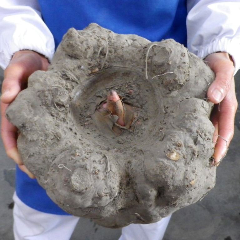 魔芋豆腐热量高吗减肥期间能吃吗,自己做的魔芋豆腐减肥可以吃吗